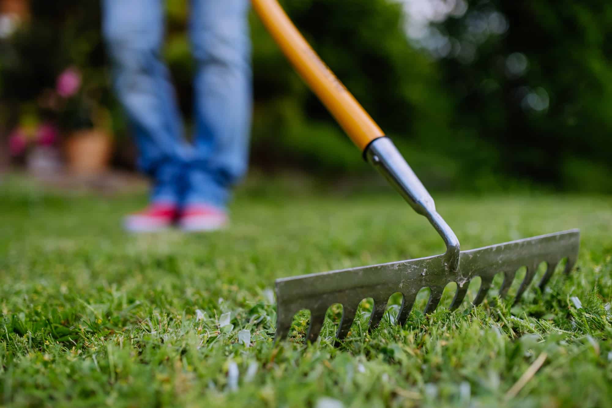 Unrecognizable woman doing garden work raking green grass on backyard, close-up.